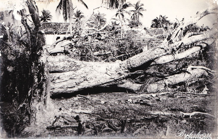 5-ต้นไม้ใหญ่ยังโคนล้มเมื่อโดนลมพายุ copy