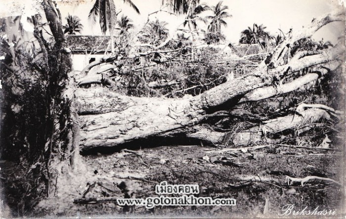 5-ต้นไม้ใหญ่ยังโคนล้มเมื่อโดนลมพายุ