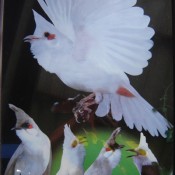 “นกกรงหัวจุก”ที่”เมืองคอน”